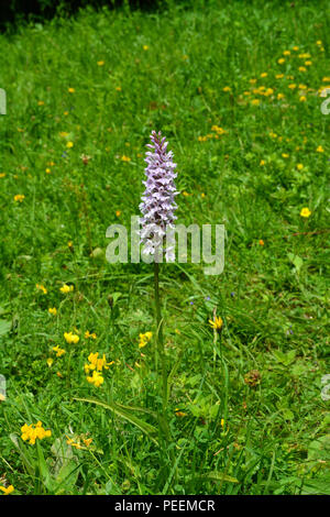 Common Spotted Orchid Foto Stock