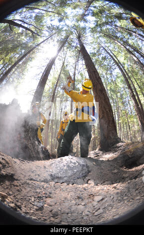 Un membro della Task Force alfa, California Army National Guard, taglia radici da un albero di sequoia per aiutare a spegnere un incendio di piccole dimensioni il Agosto 9 vicino alle montagne di Wildcat Butte, Humboldt County, California. Task Force alfa, costituito da più di 200 California guardie nazionali, eseguita mop fino funzioni durante il Humboldt fulmini fuoco. (U.S. Esercito nazionale Guard foto/Staff Sgt. Eddie Siguenza.) Foto Stock