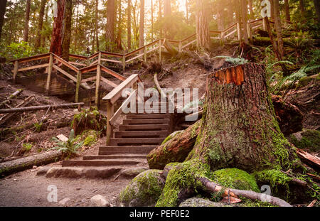 Set di scale di legno con un ceppo di albero in primo piano in una foresta pluviale temperata. Foto Stock