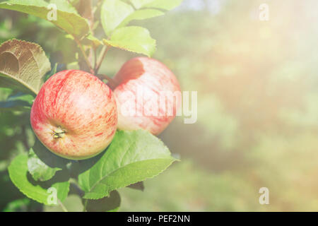 Due mele rosse su un ramo in frutteto. Concetto di raccolto. Foto Stock