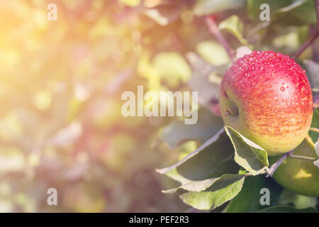 Mature Mele rosse su un ramo in frutteto. Concetto di raccolto. Foto Stock