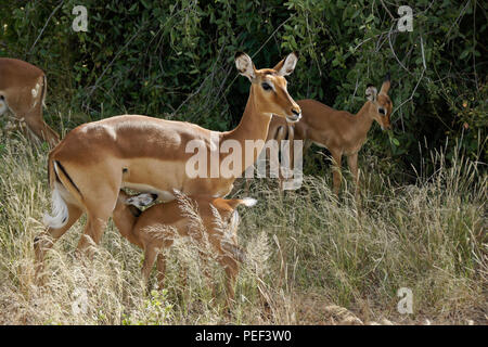 Impala femmina con giovani, compresi lattante, Samburu Game Reserve, Kenya Foto Stock