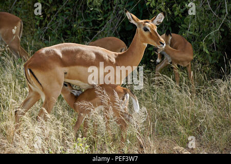 Impala femmina con giovani, compresi lattante, Samburu Game Reserve, Kenya Foto Stock