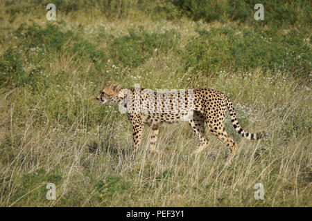 Ghepardo femmina a piedi attraverso erba lunga, Samburu Game Reserve, Kenya Foto Stock