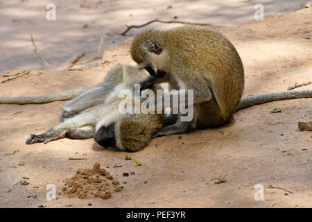 Nero-fronte scimmie vervet toelettatura ogni altro, Samburu Game Reserve, Kenya Foto Stock