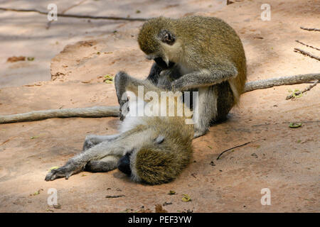 Nero-fronte scimmie vervet toelettatura ogni altro, Samburu Game Reserve, Kenya Foto Stock