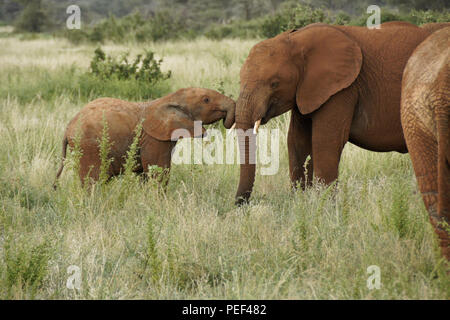 Elefante nuzzling vitello vecchio elefante, Samburu Game Reserve, Kenya Foto Stock