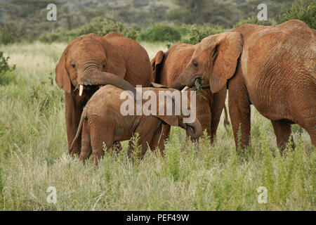 Gli elefanti mangiare, saluto, giocando in Samburu Game Reserve, Kenya Foto Stock