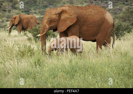 Gli elefanti alimentando in Samburu Game Reserve, Kenya Foto Stock