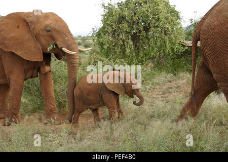 Elefante femmina con collare di inseguimento spingendo il suo vitello lungo il sentiero, Samburu Game Reserve, Kenya Foto Stock
