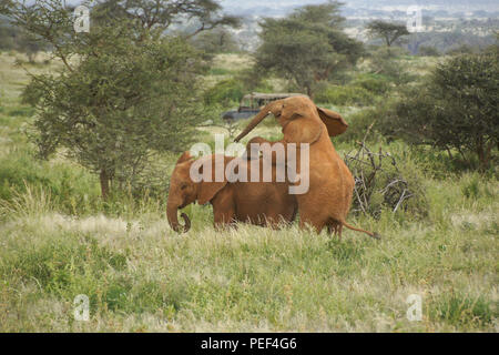 Giovani elefanti di mangiare e di riproduzione, con safari veicolo in background, Samburu Game Reserve, Kenya Foto Stock