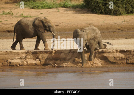 Gli elefanti di bere a Ewaso () Uaso Nyiro, Samburu Game Reserve, Kenya Foto Stock