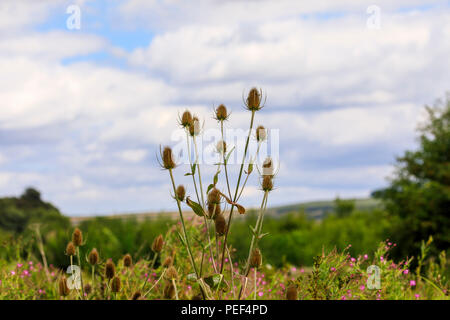 Pungenti teasels comune (Dipsacus fullonum o Dipsacus sylvestris) in estate nella campagna del Sussex, Arundel Wildfowl & Wetlands Trust, West Sussex, Regno Unito Foto Stock