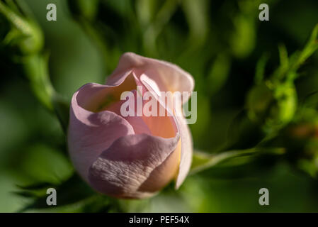 Rambling Rose Foto Stock