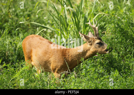 Unione roe (Capreolus capreolus), deerbock in rosso estate rivestire alimentazione nel campo di erba medica (Medicago sativa), Sud Ungheria Foto Stock