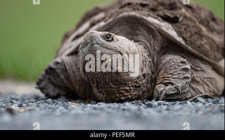 Tartaruga di schiocco Foto Stock