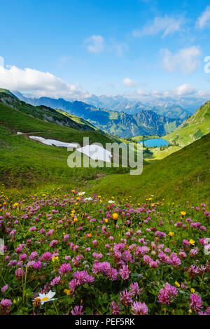Trifoglio rosso (Trifolium pratense), il lago Seealpsee sul Nebelhorn, Algovia Alpi, Oberstdorf, Oberallgäu, Algovia, Svevia Foto Stock