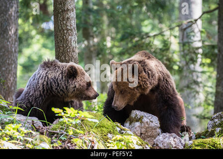 Due comunità l'orso bruno (Ursus arctos) nella foresta, regione Notranjska, Slovenia Foto Stock