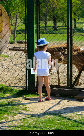 Una bambina alimenta un giovane cervo in un zoo in estate durante il periodo moulting contro uno sfondo di erba verde. Scary brutto pelliccia con patch calvo Foto Stock