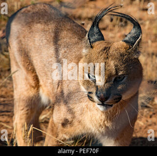 Caracal scansioni cat i suoi dintorni per alimenti Foto Stock