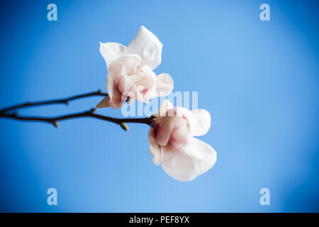 Di un bel colore rosa fiori di magnolia isolato su sfondo blu Foto Stock