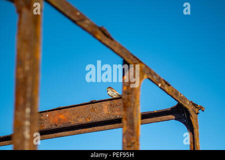 Ci sono così tante fantastiche vedute sulla grande costa dello Yorkshire. Questo è Flamborough, casa dei sorprendenti scogliere, faro e fantastica fauna selvatica Foto Stock