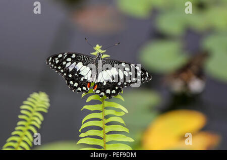 Papilio demoleus è un comune e diffuso a farfalla a coda di rondine. La farfalla è anche conosciuta come la calce butterfly, limone butterfly, calce swallowtai Foto Stock