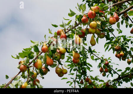 Pere pronto per il raccolto su un ramo di albero Communis o Bella di giugno o Mirandino rosso o giugno bellezza Foto Stock