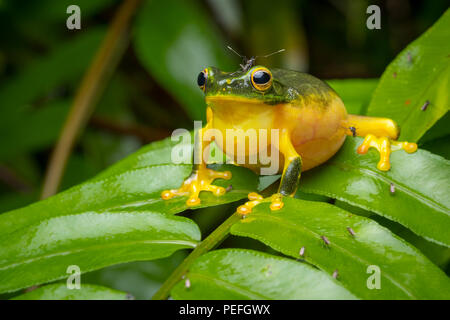 Dolce ranocchio verde (Litoria gracilenta) Foto Stock