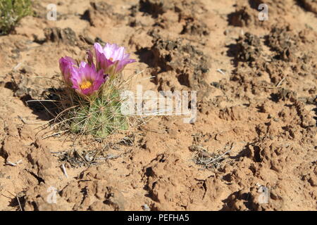 Barrel Cactus in Bloom, Dark Canyon deserto, porta le orecchie del monumento nazionale, Utah Foto Stock