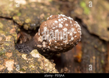 Fungo Amanita (Amanita sp.) che cresce su un marciume tronco di albero. Foto Stock