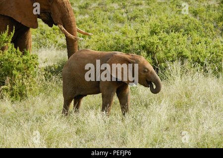 Elefante e alimentazione di vitello nella boccola; Samburu Game Reserve, Kenya Foto Stock