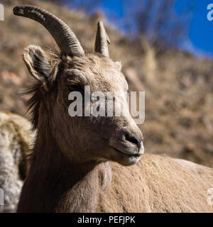 Canyon di Waterton, vicino Littleton, Colorado. Foto Stock