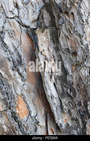 Primo piano di tessitura naturale del legno Foto Stock