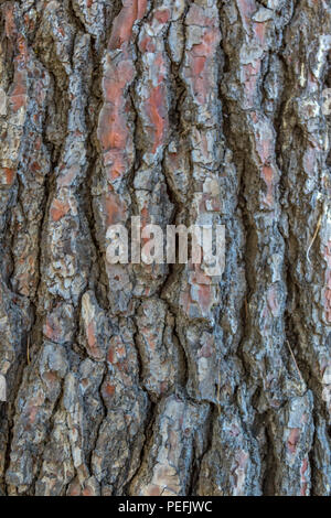 Primo piano di tessitura naturale del legno Foto Stock