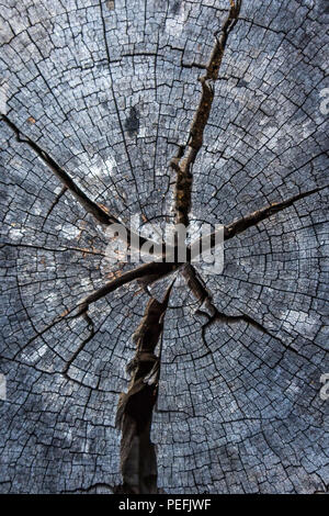 Primo piano di tessitura naturale del legno Foto Stock