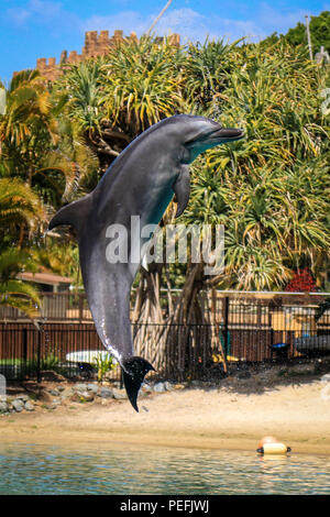 Vista di dolphin salta fuori di acqua Foto Stock