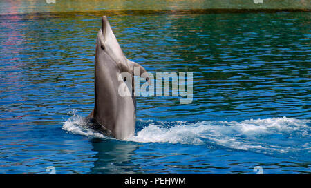 Vista di dolphin salta fuori di acqua Foto Stock