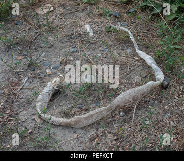 Una pelle di serpente abbandonato sul terreno che mostra il chiaro e lo scuro tan scale. Foto Stock