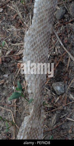 In prossimità di una pelle di serpente abbandonato sul terreno che mostra il chiaro e lo scuro tan scale. Foto Stock