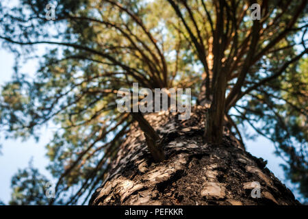 Il tronco di albero di pino nella foresta alla ricerca fino al cielo e il cielo Foto Stock