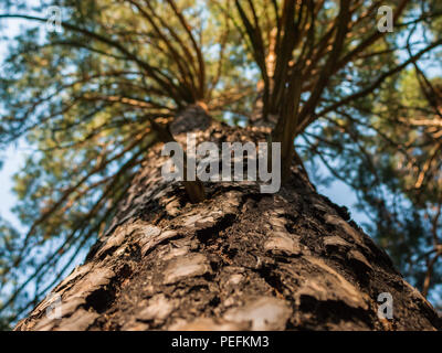 Il tronco di albero di pino nella foresta alla ricerca fino al cielo e il cielo Foto Stock