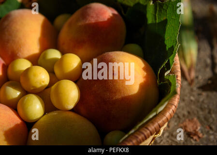 Succose pesche e prugne ciliegia giacciono in un cestello closeup in sunset Foto Stock