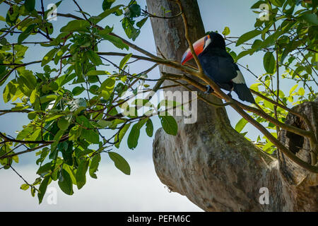 Foto scattata in Foz de Iguazu, Argentina Brasile, Agosto 2017: ESOTICI UCCELLI toucan in ambiente naturale nei pressi di cascate di Iguazu in Foz do Iguacu, Brasile Foto Stock