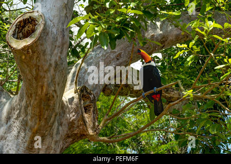 Foto scattata in Foz de Iguazu, Argentina Brasile, Agosto 2017: ESOTICI UCCELLI toucan in ambiente naturale nei pressi di cascate di Iguazu in Foz do Iguacu, Brasile Foto Stock