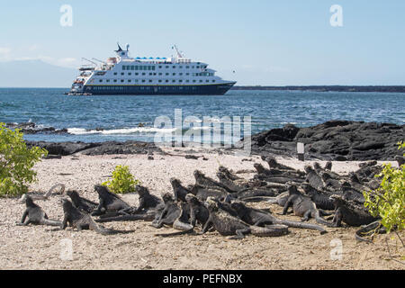 I locali delle Galapagos iguane marine, Amblyrhynchus cristatus, con National Geographic Endeavour II, il GalÃ¡pagos. Foto Stock