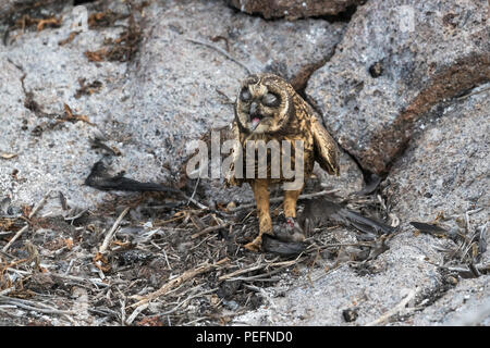 GalÃ¡pagos corto-eared owl, asio flammeus galapagoensis, con il recente kill sull isola Genovesa, GalÃ¡pagos, Ecuador. Foto Stock