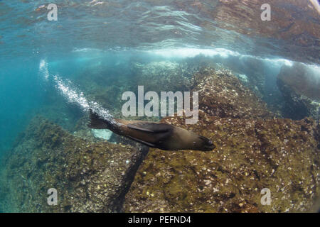 Galápagos pelliccia sigillo, Arctocephalus galapagoensis, subacquea sull'isola di Santiago, Galápagos, Ecuador. Foto Stock