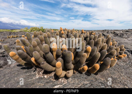 Lava endemica cactus, Brachycereus spp, Fernandina Island, Galapagos, Ecuador. Foto Stock