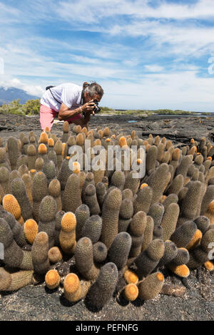 Fotografo con lava endemica cactus, Brachycereus spp, Fernandina Island, Galápagos, Ecuador. Foto Stock